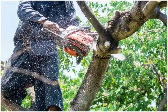 tree services Platea